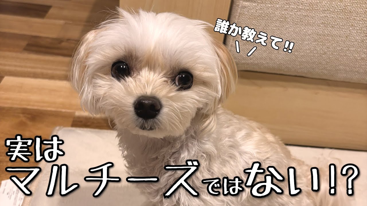 ミモザ、実はマルチーズではなく別犬種だった!? - YouTube