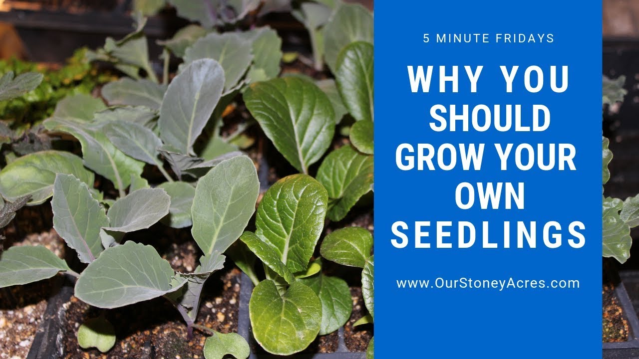 Why You Should Grow Your Own Seedlings