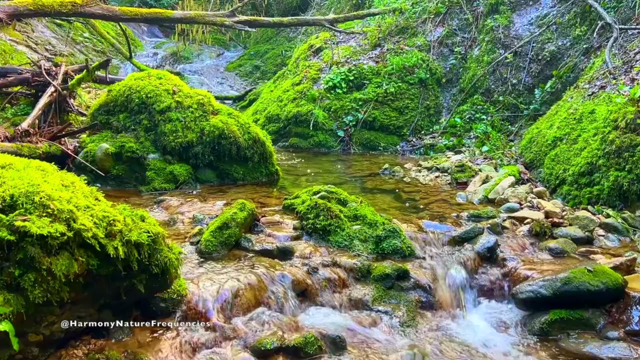 432Hz Forest Resonance — Premium Healing Soundscape for Deep Sleep & Meditation (1 Hour)