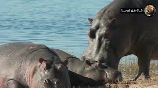مدهش! فرس نهر شجاع يتصدى لحيوانات أفريقيا المفترسة /عالم الحيوان