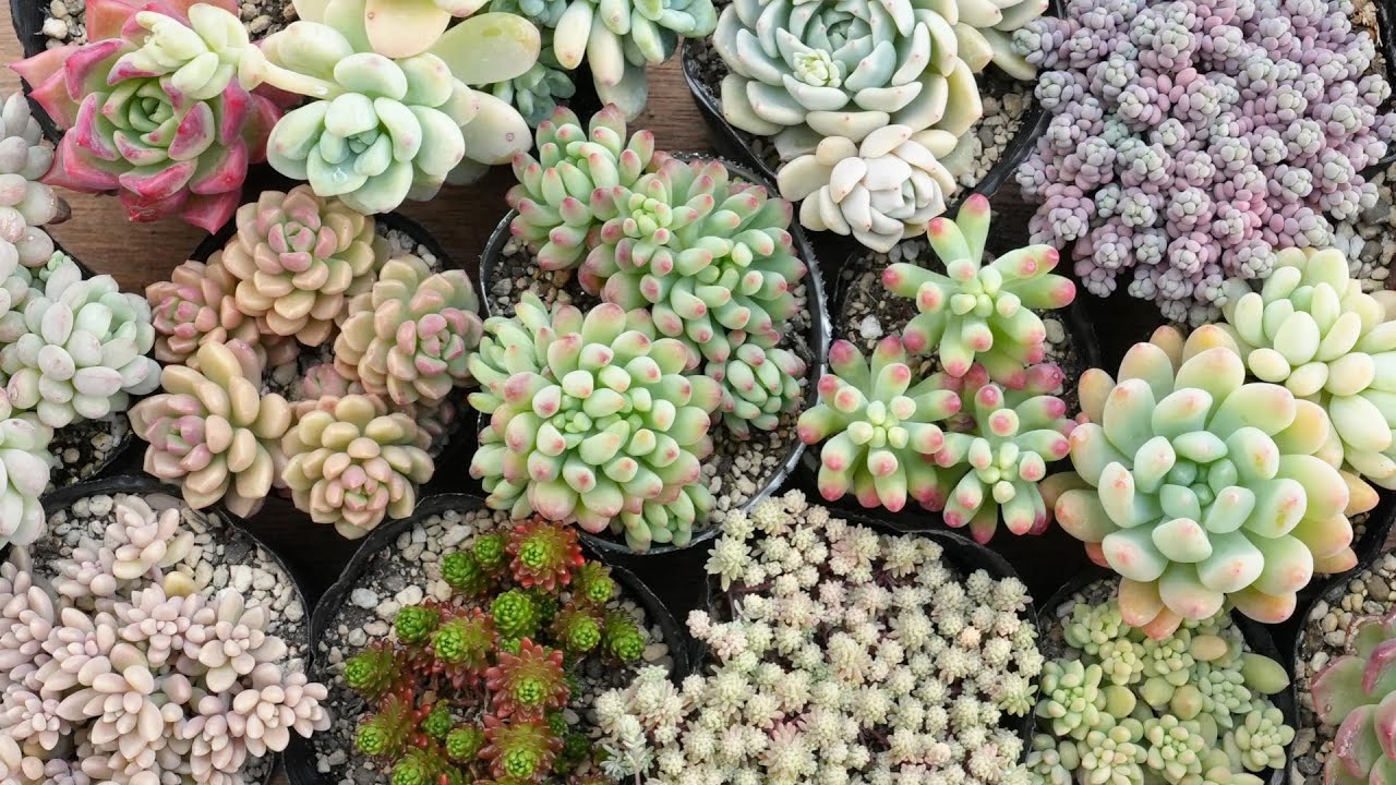 お纏め専用　多肉植物　❁︎春薔薇錦　新根あり maxresdefault.jpg