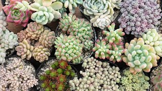 339 [How to care for succulents after purchase] Spring is the