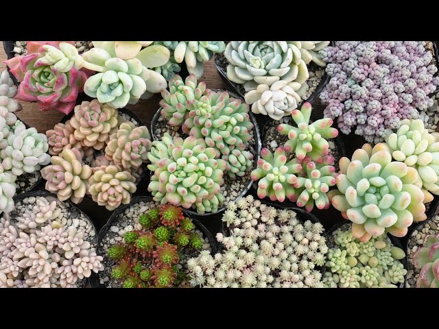 339 [How to care for succulents after purchase] Spring is the
