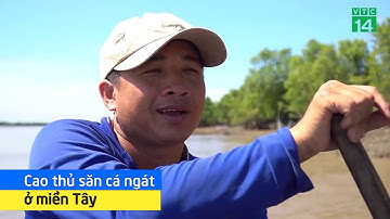 Cao thủ săn cá ngát sông ở miền Tây