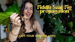Full Fiddle Leaf Fig Tree Propagation to Root Timeline | Ficus Lyrata Propagation How To Guide