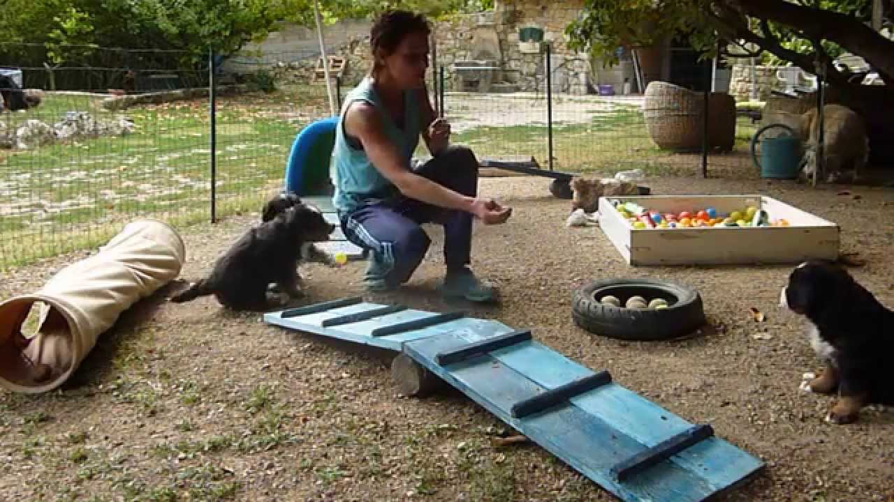 Education des chiots des eaux vives à 6 semaines : http Education des chiots des eaux vives à 6 semaines : http