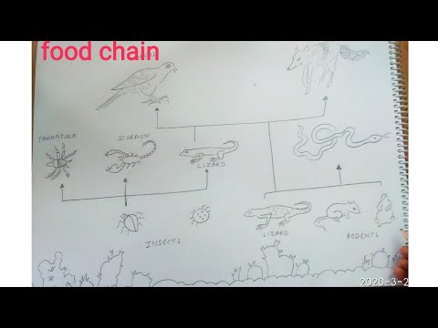 What would a drawing of a food chain with 4 trophic levels look like? |  Socratic