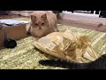 ♂だいちゃんを尻尾で遊んでやる♀こむぎ【猫日記こむぎ＆だいず】