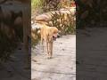 Silent Steps of the Street King 🐕✨ #dog #streetdog #doglove #animallovers #dogreels #petlove #shorts