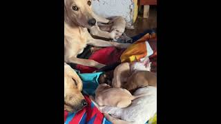 Precious Puppies Cuddling With a Cat as Few Others Nurse