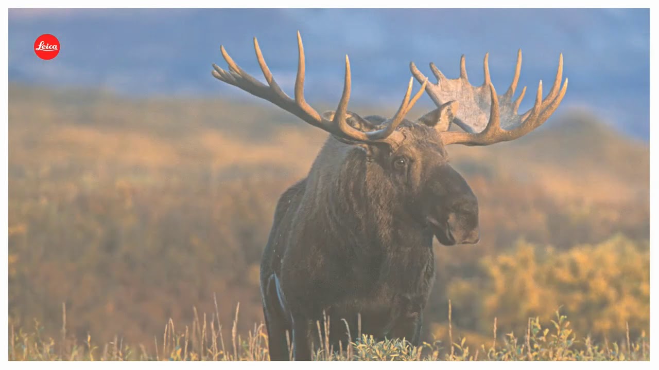 Leica Sport Optics   See and experience more