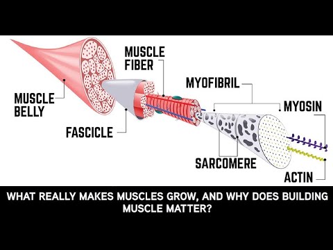 Makes muscles grow - YouTube