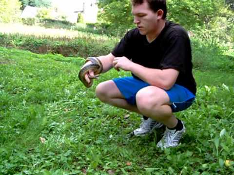 Vidéo: Comment Attraper Un Serpent