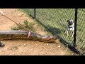 ANACONDA WALKS ON LEASH -- Finds a Squirrel!