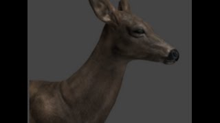 TheHunter Melanistic Whitetail deer
