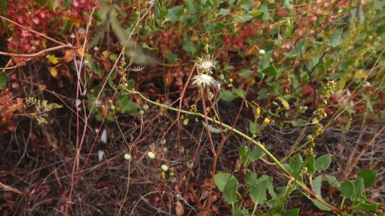 Iberian Spoonwing Nemoptera bipennis Portillo Spain June 2024