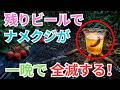 【99%の家庭菜園が知らない】冷蔵庫の残りビールでナメクジが一晩で全滅する!今すぐ確認してください【ナメクジ駆除】【ビールトラップ】【イチゴ 無農薬】