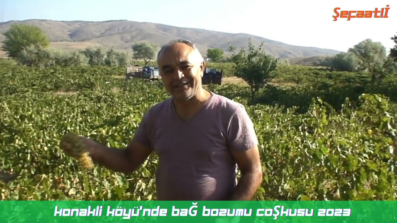 🍇 Konaklı Köyü'nde Bağ Bozumu Coşkusu! 🍂