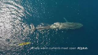 The Gentle Giants of Sri Lanka