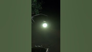 Cắm câu đêm dính cá lăng .#Shorts