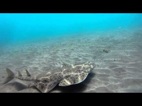 Buceo con Angelotes Gran Canaria con Mirafondos hd720