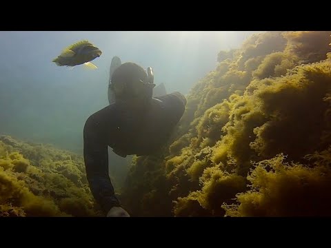 Freedive Punta Chiappa/Perfect place to dive in Liguria