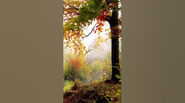 autumn 1 Animated
