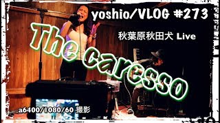 Sony A6400 The Caresso Live 秋葉原 秋田犬 Yoshio Vlog 273 Youtube
