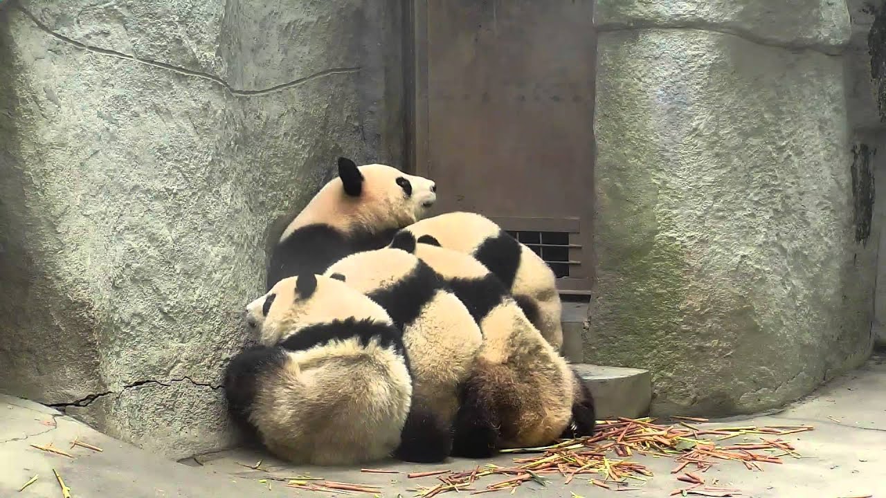 panda cubs nursing - YouTube