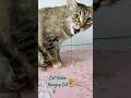 Cat video 😺Hungry Cat
