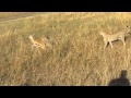 Malaika hunts with cub