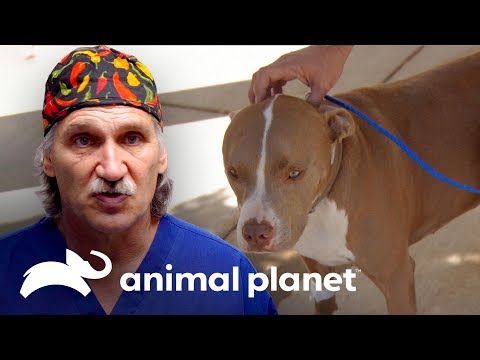 Vídeo: Pode haver muitos veterinários para um animal de estimação?