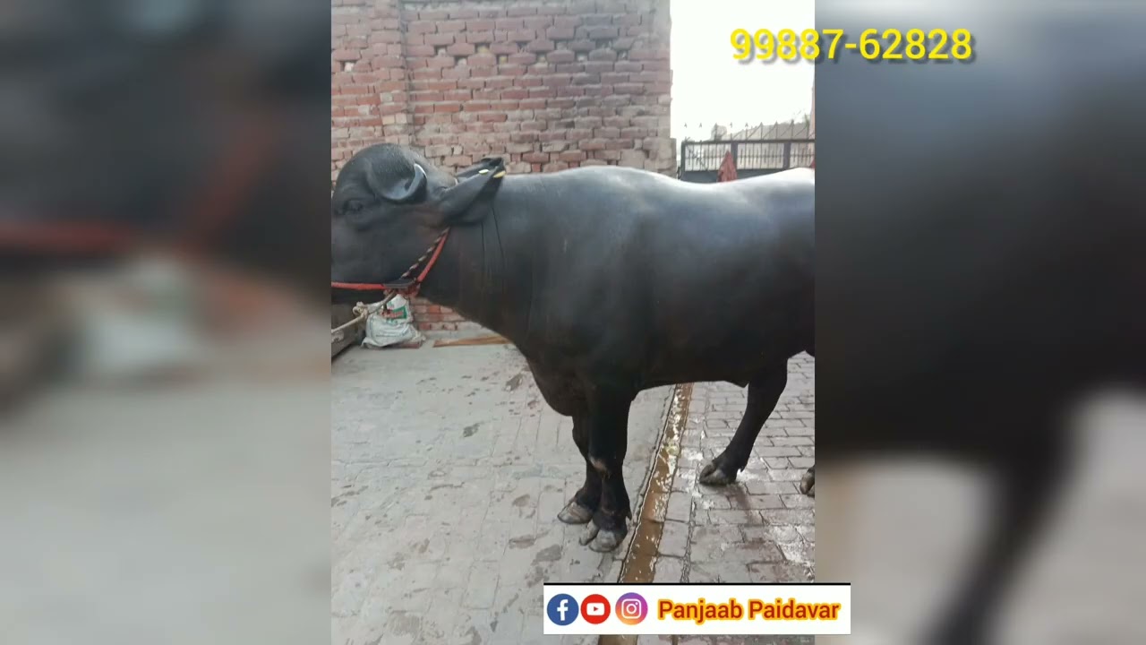 ਝੋਟਾ ਵਿਕਾਊ 2 ਲੱਖ ਰੁਪਏ ਦਾ। ਮਾਂ ਦਾ ਦੁੱਧ 18 ਲੀਟਰ।