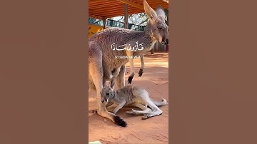 هذا خلق الله~سورة لقمان~الآية 11#تلاوة_خاشعة #قرآن #لايك#اكسبلور #حالات #تيك_توك #اهميه #المصحف
