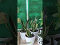 Indoor plants☘️ #houseplants #indoorplants #plantlover #naturelittlesanctuary