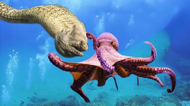 Amazing Fierce Battle Between Moray Eel and Octopus - Dangerous Hunting In Deep Sea - DayDayNews