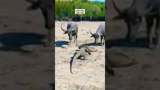Komodo dragon attack on baby Buffalo. 😱 #shorts