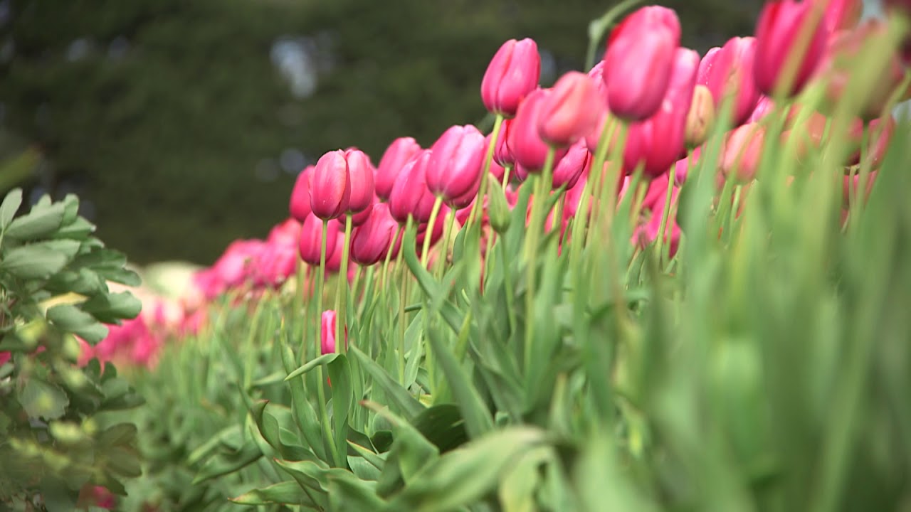 Renown - Tulip  🌷🌷🌷  vdqbulbs.com.au