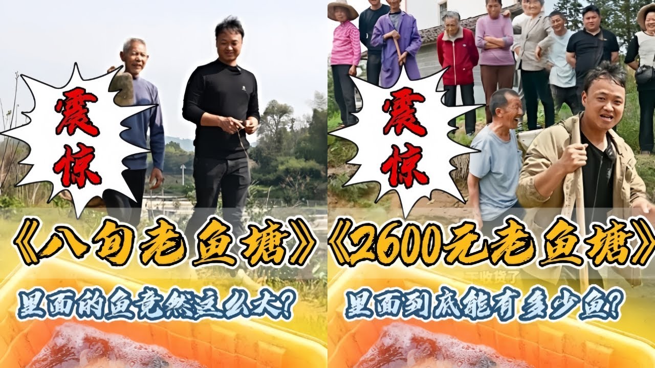 大表哥包下80岁爷爷10多年没干的老鱼塘，里面的鱼竟然这么大？｜花2600元包下叔叔家喂白菜的老鱼塘，抽干里面到底有多少鱼？