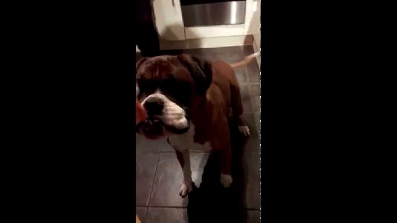 Boxer dog scared of rubber chicken the sequel YouTube