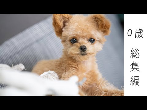 チワプー0歳 1歳イッキ見総集編 トイプードルとチワワのミックス犬 Youtube