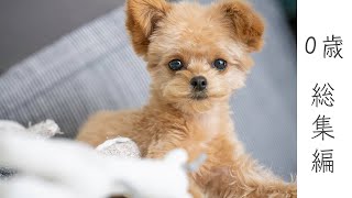 チワプー0歳 1歳イッキ見総集編 トイプードルとチワワのミックス犬 Youtube