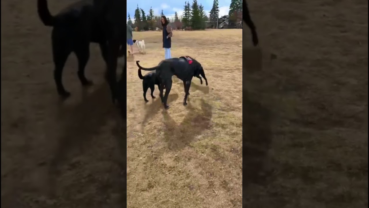 It’s a horse! 🐴 #dogs #funny #funnyanimals #dogvideos #pets #dogshorts #funnyanimals #funnydogs