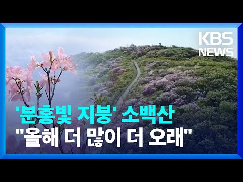 <strong>철쭉</strong> 지붕 인 소백산 ‘올해 더 많이 오래 핀다’ / KBS  2023.05.25.
