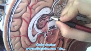 Talamus Sagittal Anatomi Maket Video Ders Konu Anlatımı