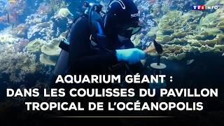 Aquarium Géant Dans Les Coulisses Du Pavillon Tropical De Locéanopolistf1 Info
