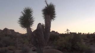 Joshua tree California