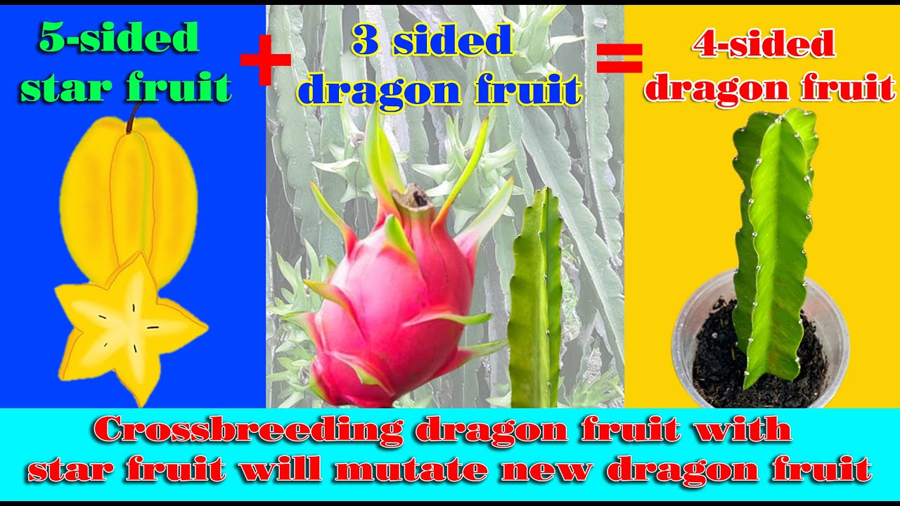 Combining star fruit and dragon fruit, I successfully bred a new mutant dragon with 4 edges