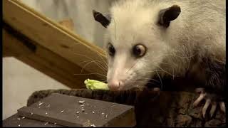 Dünyanın En Ünlü Faresi - Most Famous Mice Of World