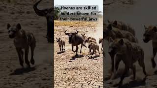 #knowledge #youtubeshorts #thoughts #sorts #realfacts #animals #facts #earth #hyena